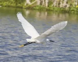 Egretta garzetta