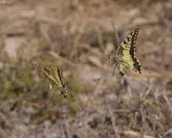 Papilio macaon,en vuelo de cortejo