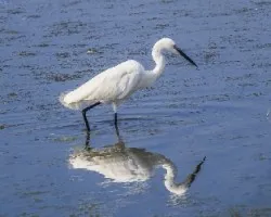 Egretta garzetta
