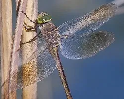 Anax parthenope