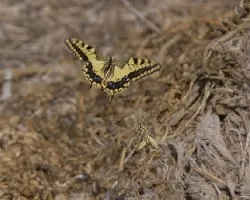 Papilio macaon,en vuelo de cortejo