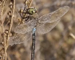 Anax parthenope