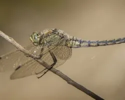 Orthetrum cancellatum
