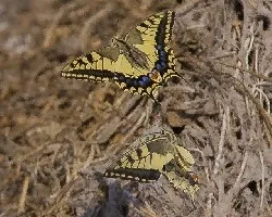 Papilio macaon,en vuelo de cortejo