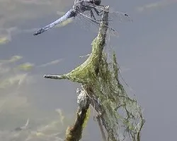 Orthetrum cancellatum