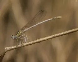 Platycnemis latipes