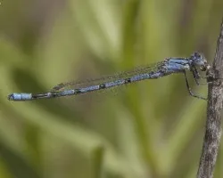 Enallagma cyathigerum