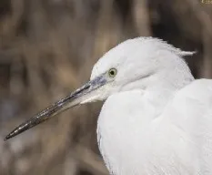 Egretta garzetta