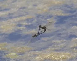 Orthetrum cancellatum