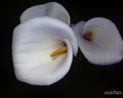 Zantedeschia aethiopica