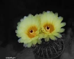 Flores de cactus