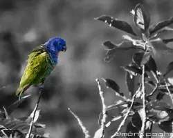 Saturación selectiva