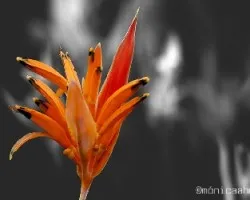 Saturación selectiva