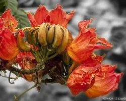 Saturación selectiva