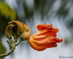 Spathodea campanulata