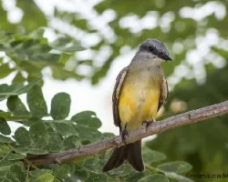 Tyrannus melancholicus