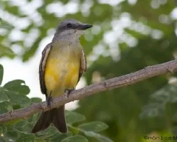 Tyrannus melancholicus