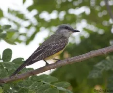 Tyrannus melancholicus