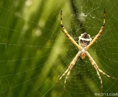 Argiope argentata