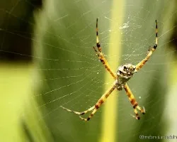 Argiope argentata
