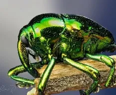 Eurhinus magnificus gyllenha