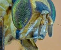 Toxotrypana curvicauda gerstaecker