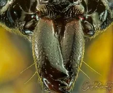 Mandíbula de odontomachus bauri