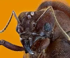 Atta cephalotes reina