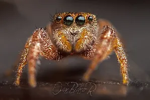 Araña saltadora