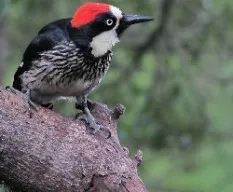 Menalerpes formicivorus