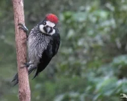 Menalerpes formicivorus