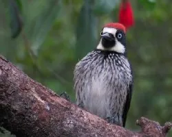 Menalerpes formicivorus