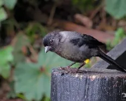 Pselliophorus tibialis