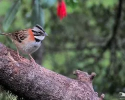 Zonotrichia capensis