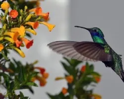 Colibri thalassinus