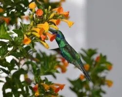 Troquílidos, orden apodiformes. 