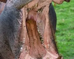 Hippopotamus amphibius