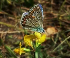 Polyommatus bellargus