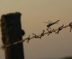 Crocothemis erythraea