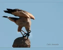 Buteogallus meridionalis