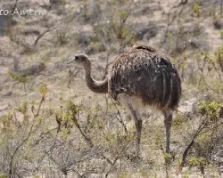 Rhea pennata