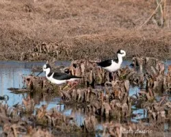 Himantopus mexicanus