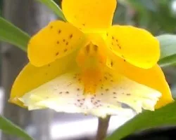 Orquidea