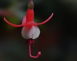 Fuchsia sp