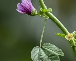 Malva sylvestris