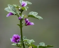 Malva sylvestris