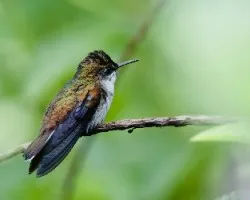 Microchera albocoronata