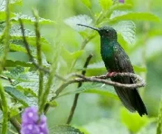 Chalybura urochrysia