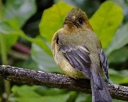 Mitrephanes phaeocercus