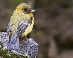 Mitrephanes phaeocercus